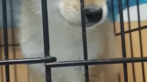 The puppy is sick and needs to be hospitalized