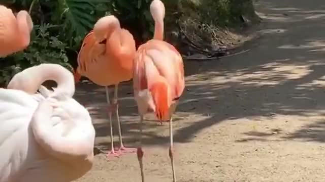 Funny pelican