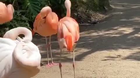 Funny pelican