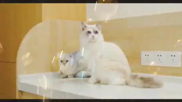 A cat will let you touch its fur