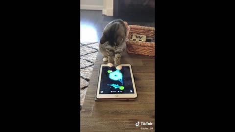 Funny Cats and Dogs - Funny Animals Video