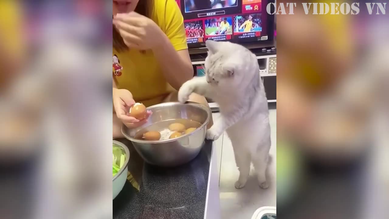 Funniest Cats and Dogs Compilation - Best Funniest Video 2023 - Funny Animal Videos