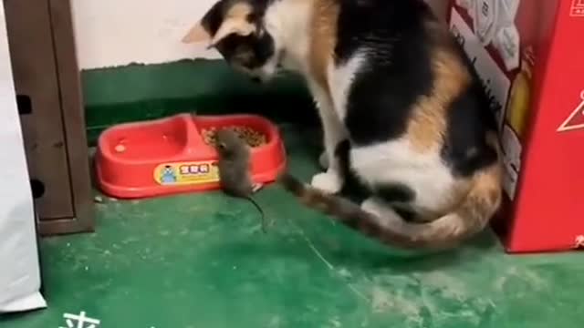 Invite mice to dinner, cat star man. What are you doing?