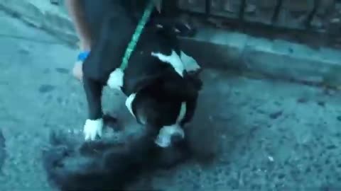 Aggressive deadly pitbull. Pitbull attack dogs.