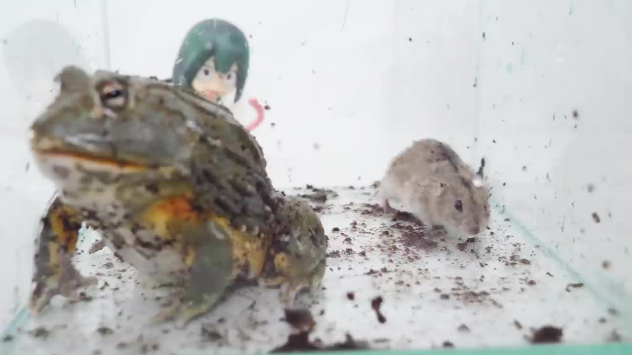 African bullfrog eats two rats 2021【WARNING LIVE FEEDING】