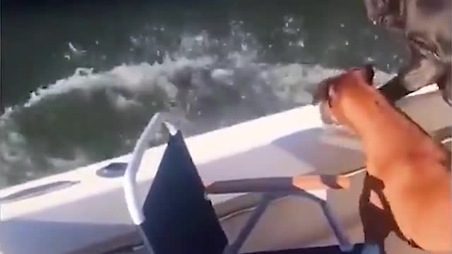 funny cat videos | funny cat video | funny cats