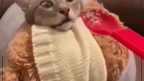 Funny Cats 2021- Funny cat reaction - funny video