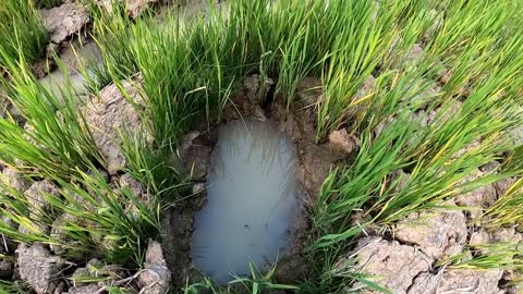 Unbelievable Fishing At Rice Fields- Turtle Koi Blood Parrot Giant Oranda Goldfish Suckermouth Betta