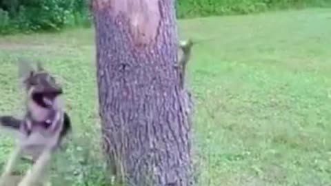 #shorts cutefunnydogsfails-try not to laugh-dog-trying to catch squirel