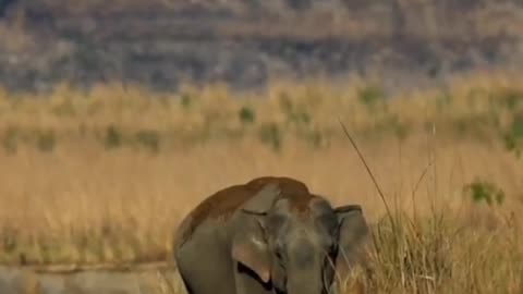 Wildlife in closer view with natural perspective.