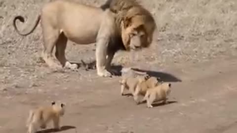 Are lions afraid of the sound of nature?