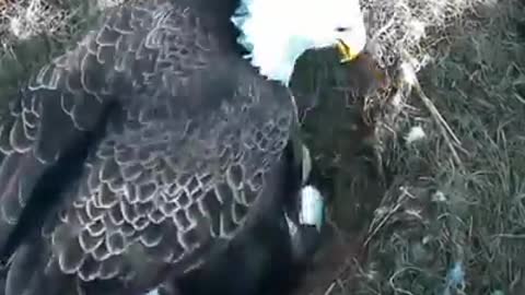 Beautiful Voice..This video is Eagle and children
