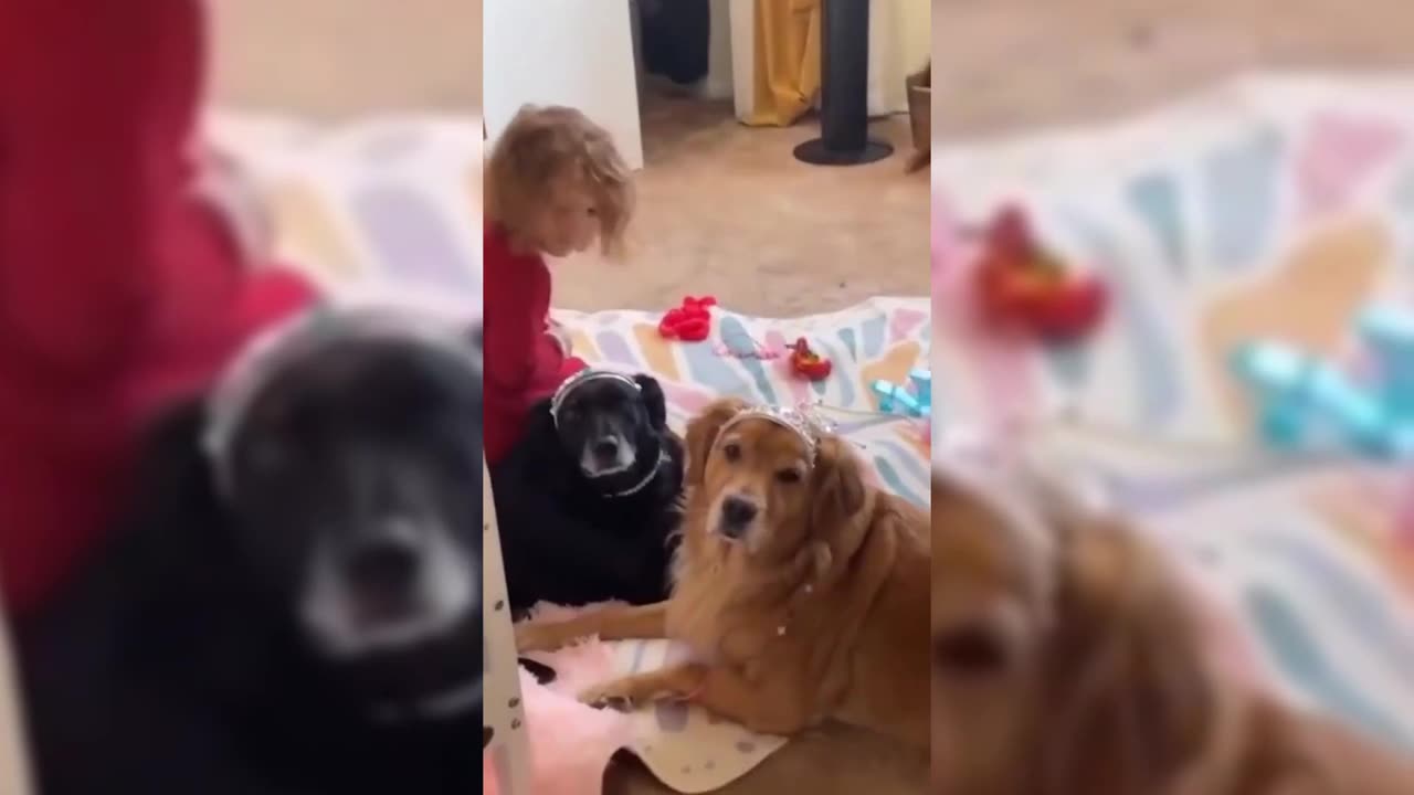 Funny Pets | 2024😂 Funny Dogs And Funny Cats Videos