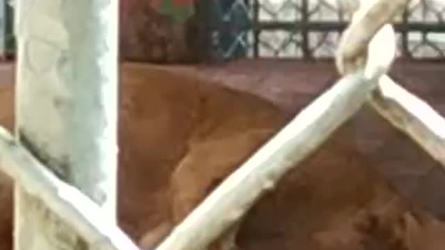 Oww