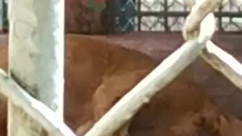 Oww