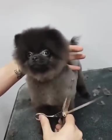 Funny and Cute Dog who Dances to Music While Getting Haircut