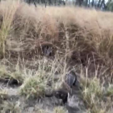 Diez asustados gatitos siguen a una joven y su perrita confiando poder salvarse