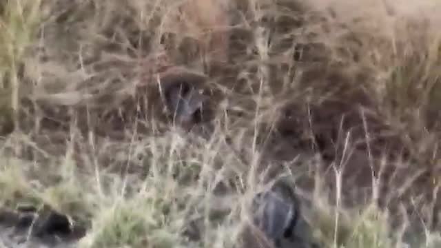 Diez asustados gatitos siguen a una joven y su perrita confiando poder salvarse