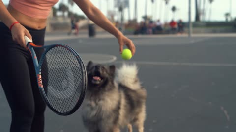 Dog Playing Tennis With A Woman - Amazing Moments