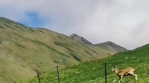 Animals and Nature