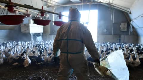 Now There Destroying The Food Chain