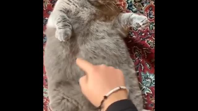 Funniest cat videos #44 - HILARIOUS!