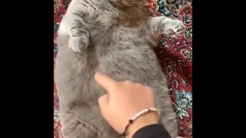 Funniest cat videos #44 - HILARIOUS!