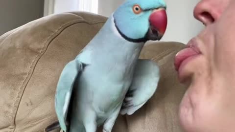 THE KISSER PARROT 🦜🦜🦜