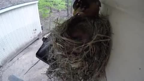 Rockin' Robin
