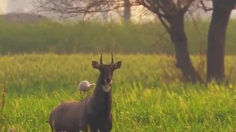Wildlife in Close view with different perspective.