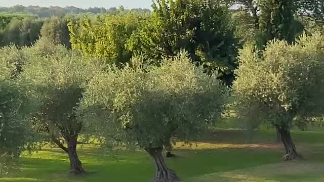 Lake Garda View