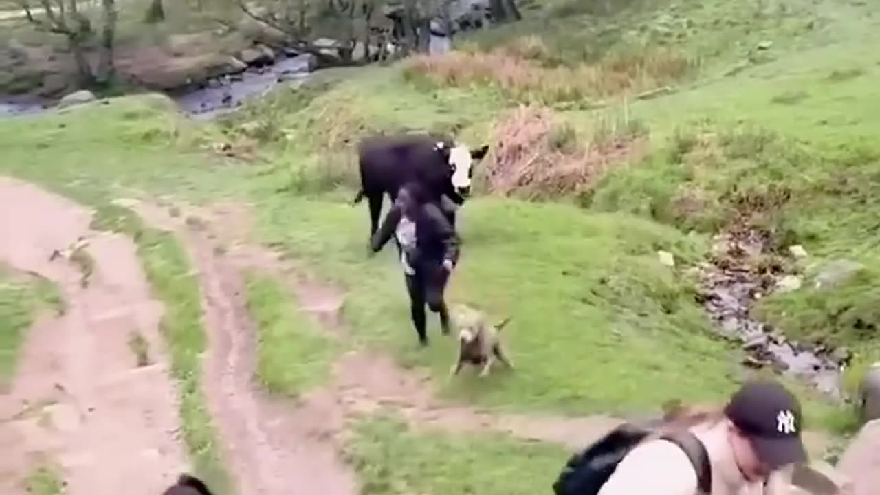 The animals 😂🤣