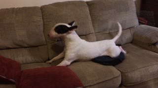 Hermione the English Bull Terrier Hilariously imitates a Majestic Seal