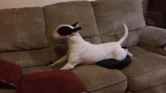 Hermione the English Bull Terrier Hilariously imitates a Majestic Seal