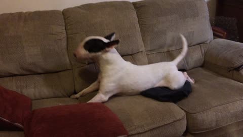 Hermione the English Bull Terrier Hilariously imitates a Majestic Seal