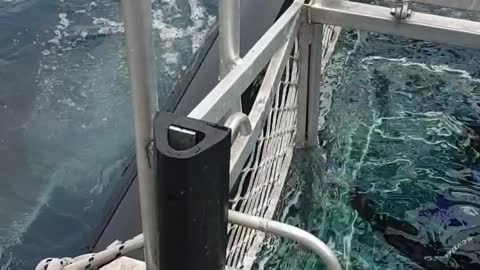 A strange sight of a shark dancing in the sea