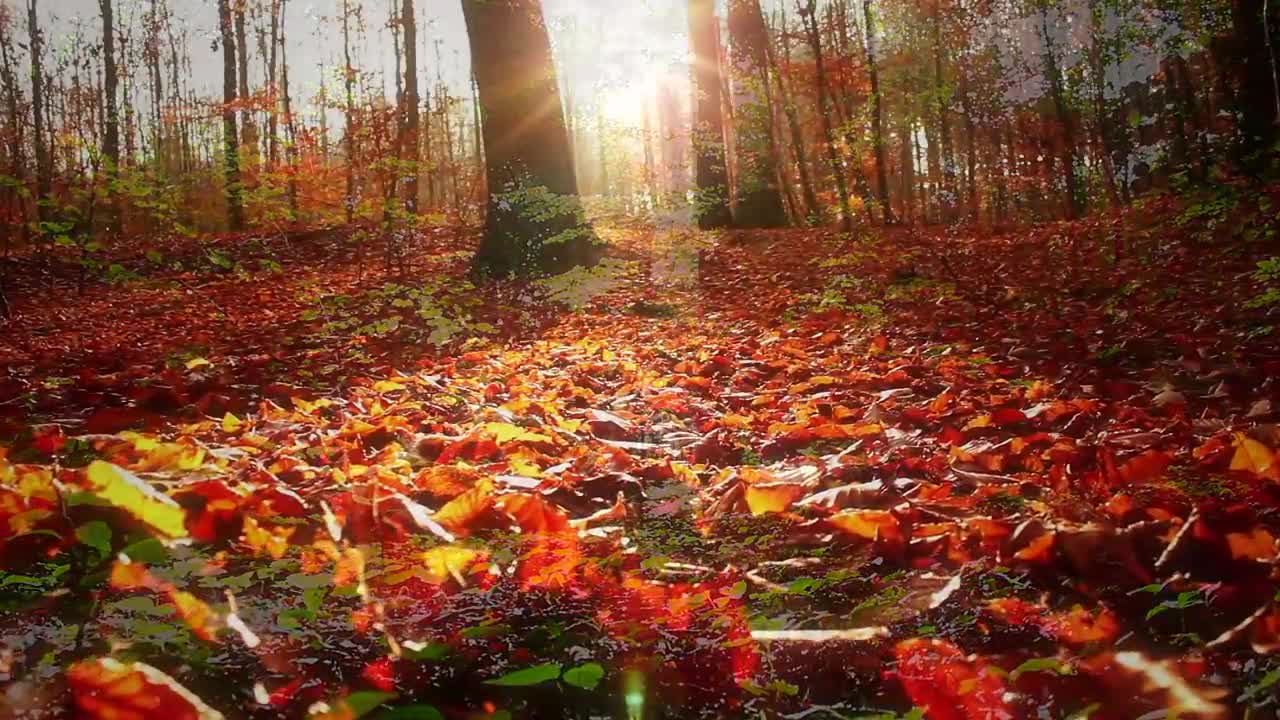 Nature_Therapy__Relaxing_Full_Motion_Forestry_with_Natural