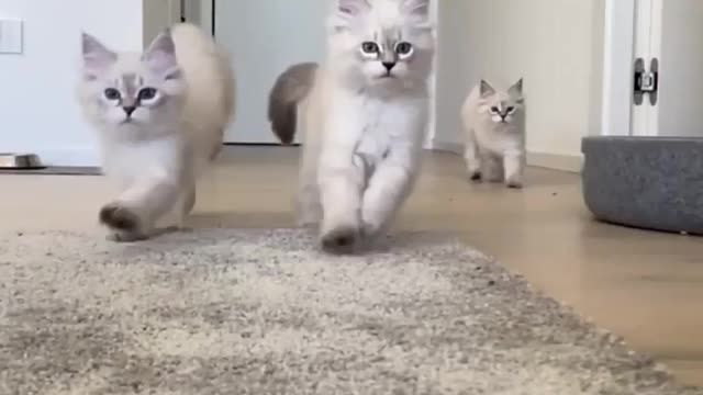 Running cat๐ Cat video ๐น Funny Cat videos