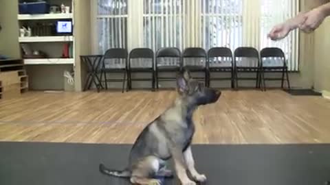 How to Train a Dog to "Sit" (K9-1.com)