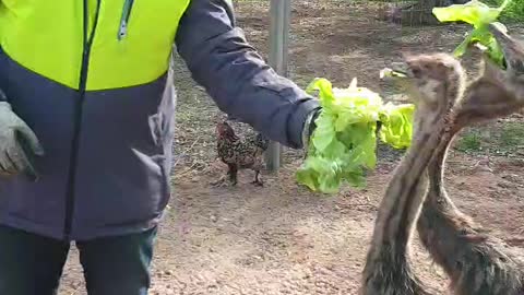 descendants of dinosaurs...it's time to feed the ostrich.