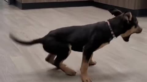 Happy dog