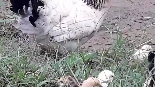 mother chicken /☆\/☆\ Daily life vlog