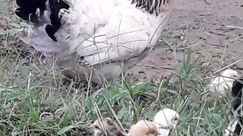 mother chicken /☆\/☆\ Daily life vlog