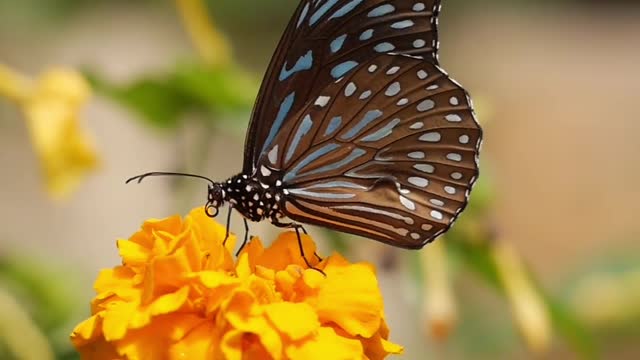 Beautiful Butterfly In Flower