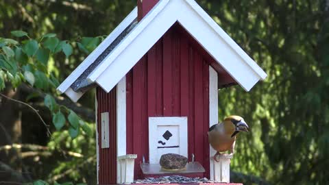 The Fun World of Birds