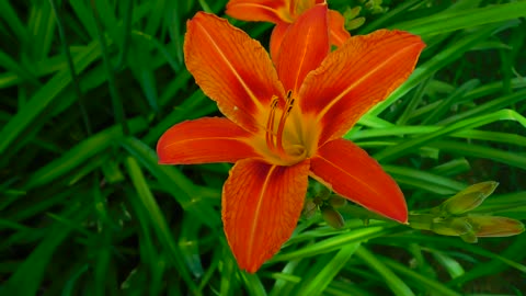 Lily flower