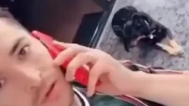 - amazing funny and cute dogs