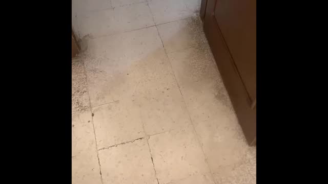 😹 You Definitely Laugh, Trust me 😱 - Funniest Cats Expression Video 😇 - Funny Cats Life
