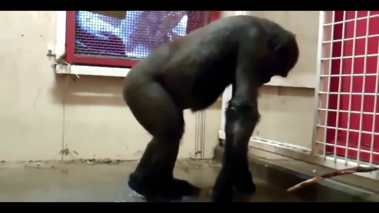 Funny Animal Dance