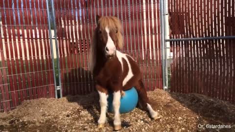 Cute Baby horse